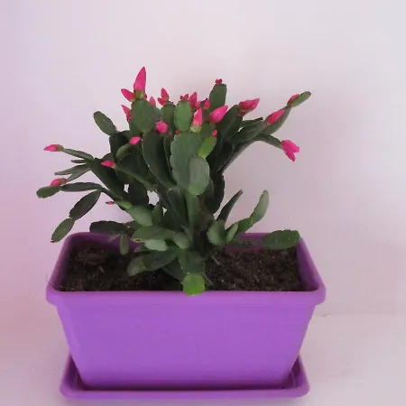 奥提伽之家住宿加早餐旅馆 住宿加早餐酒店 4*