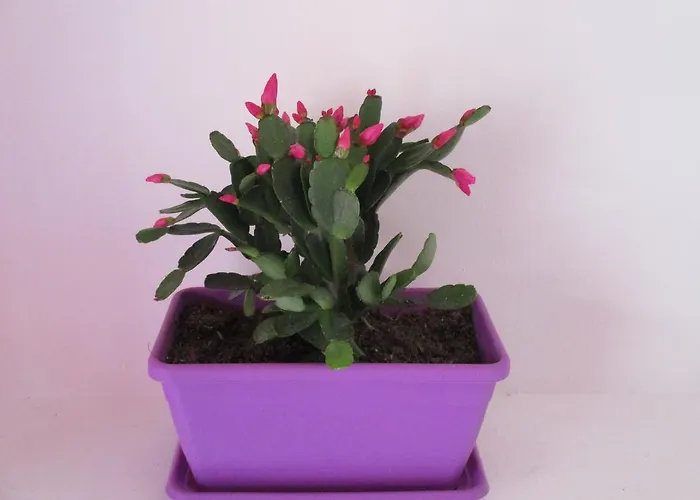 Maison Ortigia Bed & Breakfast 4*